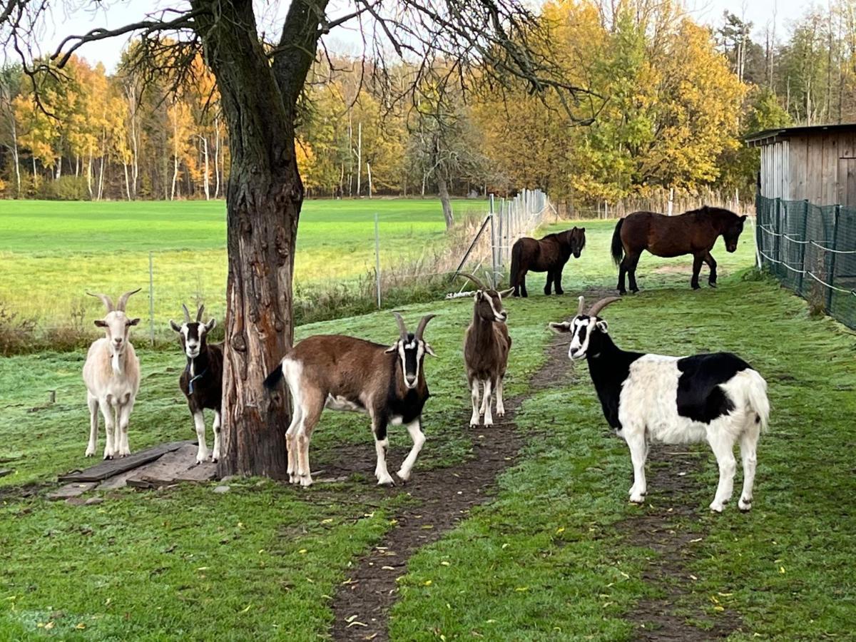 Ferienhof Olbasee Kleinsaubernitz Dış mekan fotoğraf